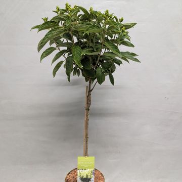 Hydrangea paniculata GARDENLIGHTS WHITELIGHT