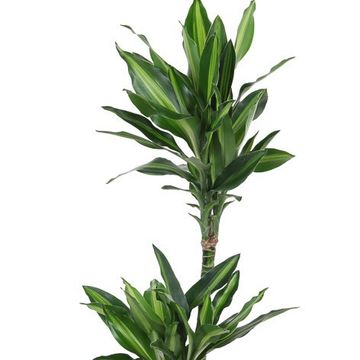 Dracaena fragrans 'Silindo'