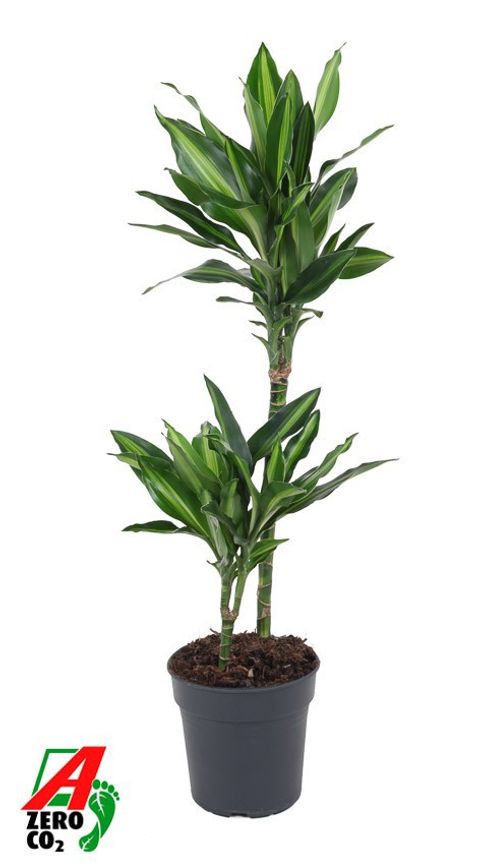 Dracaena fragrans 'Silindo'