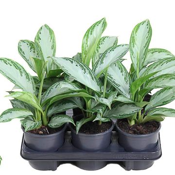Aglaonema 'Silver Bay'