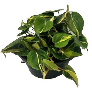 Filodendro scandens 'Brasil'