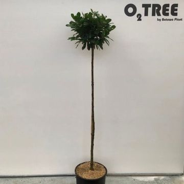 Prunus laurocerasus TITAN