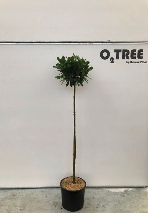 Prunus laurocerasus TITAN