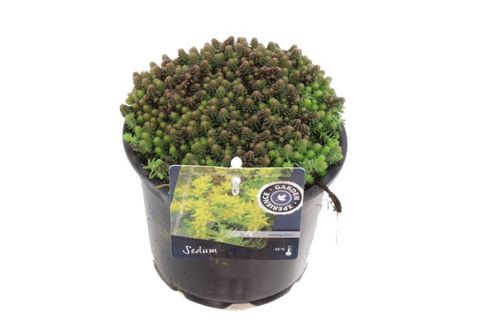 Sedum sexangulare