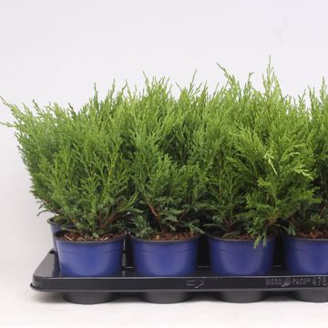 Juniperus horizontalis 'Andorra Compact'