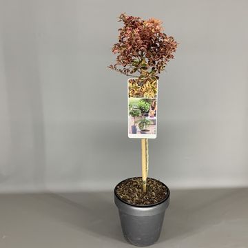 Coprosma 'Inferno'