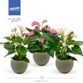 Anthurium MIX