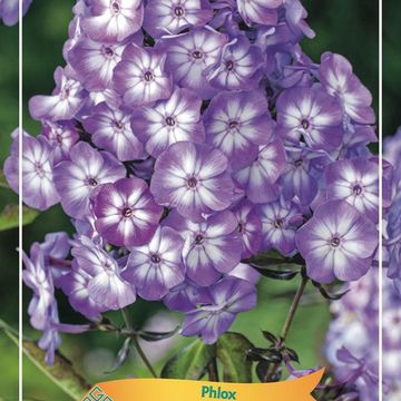 Phlox 'Pixie Miracle'
