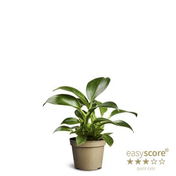 Filodendro 'Green Princess'