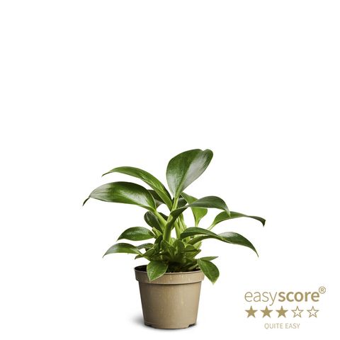 Filodendro 'Green Princess'