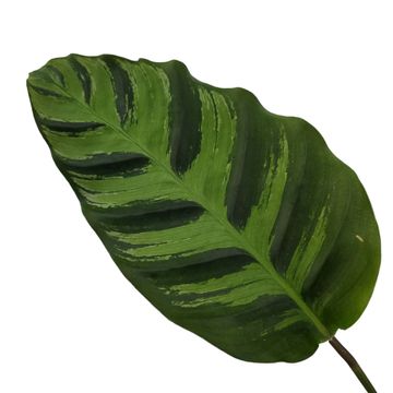 Calathea lietzei 'Greenstar'