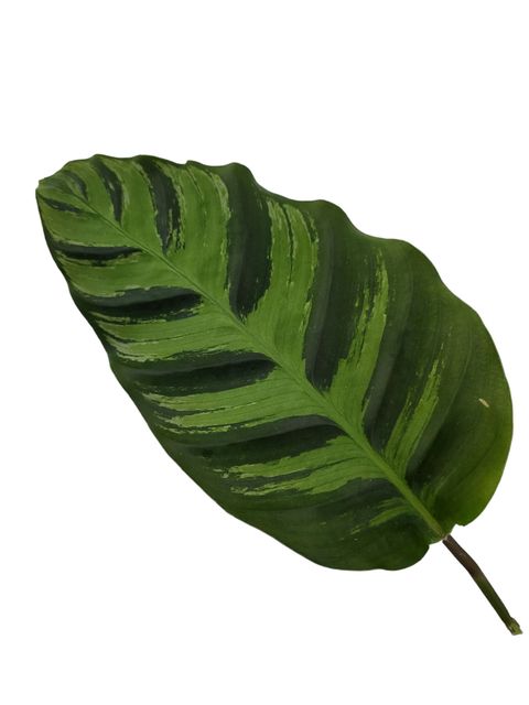 Calathea lietzei 'Greenstar'
