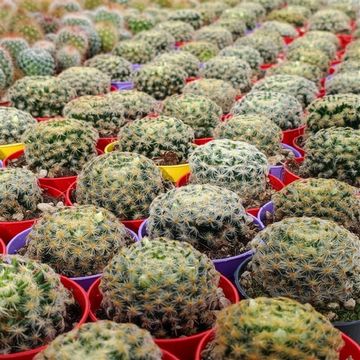 Mammillaria schiedeana