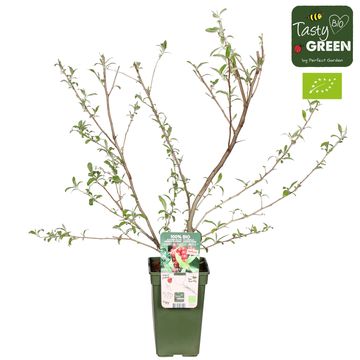 Elaeagnus umbellata 'Amoroso'