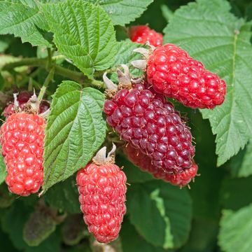 Rubus 'Tayberry'