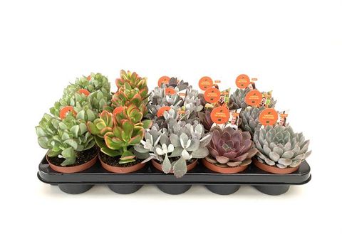 Succulents MIX