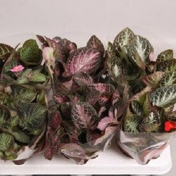 Episcia MIX