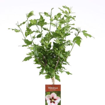 Hibiscus syriacus 'Hamabo'