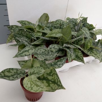 Scindapsus pictus 'Argyraeus'