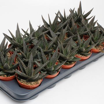 x Gasterhaworthia 'Royal Highness'