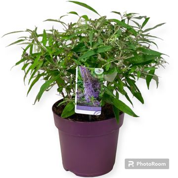 Buddleja davidii BUTTERFLY CANDY LITTLE LILA