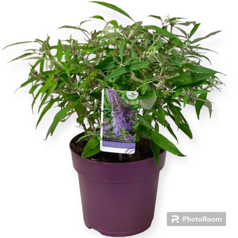 Buddleja davidii BUTTERFLY CANDY LITTLE LILA