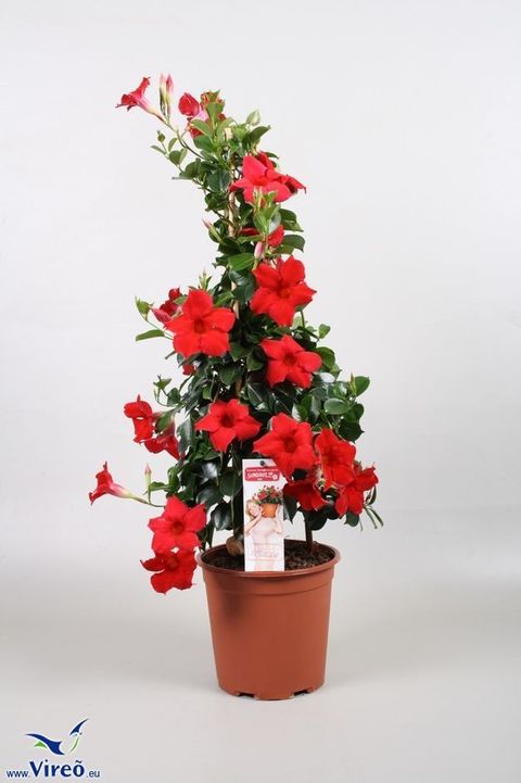 Mandevilla DIAMANTINA TOPAZE VERMILLION