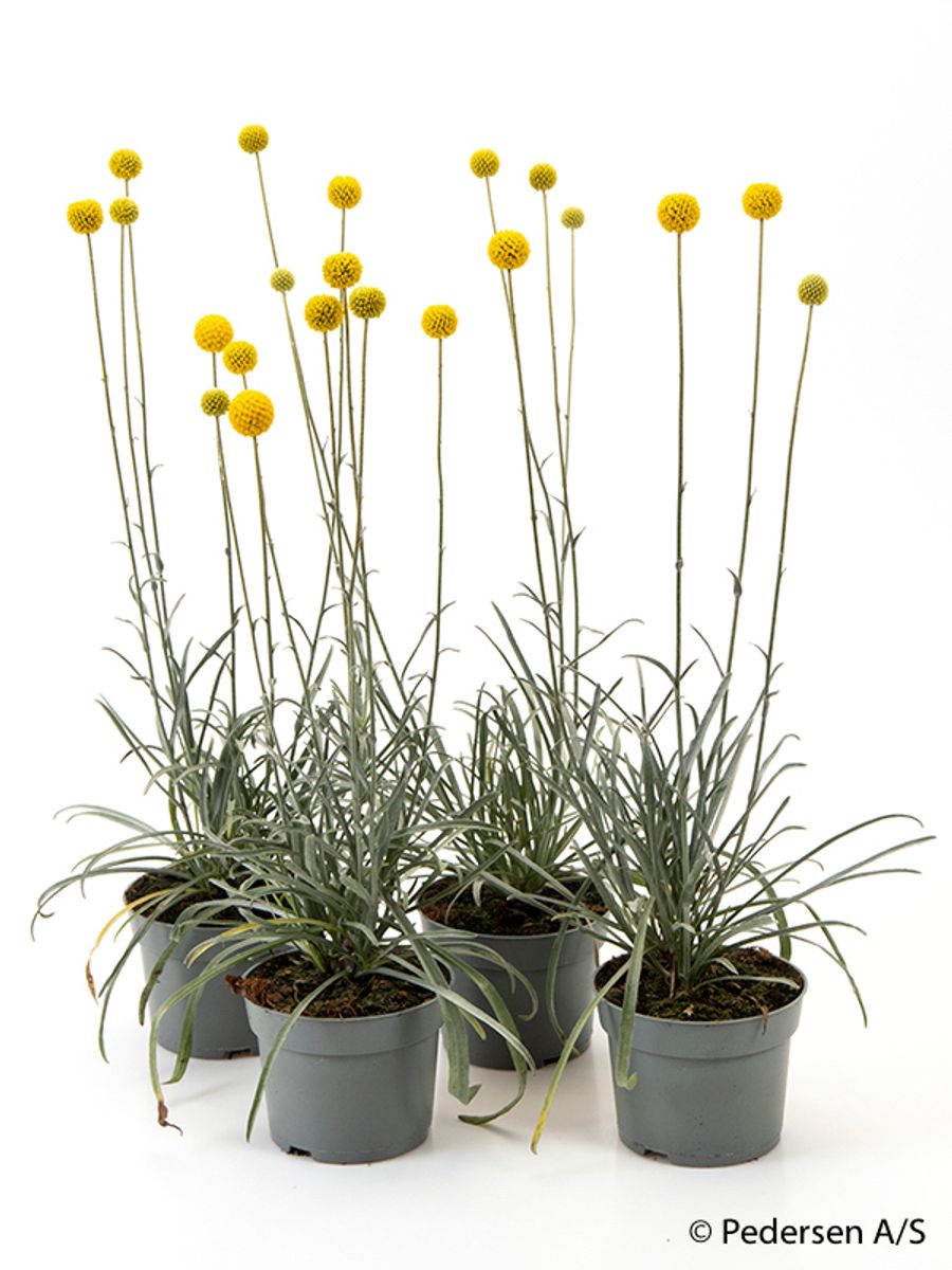 Craspedia globosa — Plant Wholesale FlorAccess