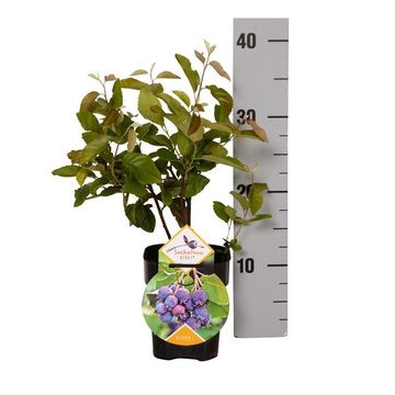 Amelanchier alnifolia