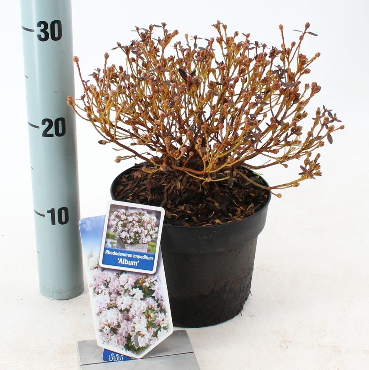 rebutia pulvinosa Rebutia pulvinosa – ikhebeencactus main image 1