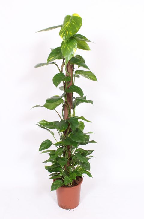 Epipremnum aureum