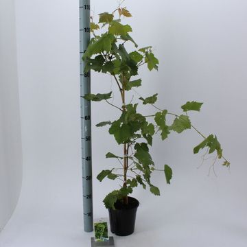 Vitis 'Vroege van der Laan'
