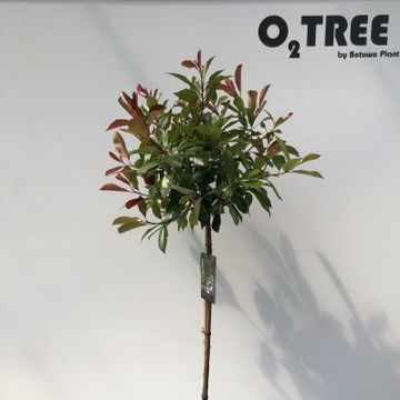 Photinia x fraseri 'Red Robin'