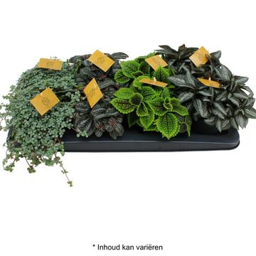 Pilea MIX