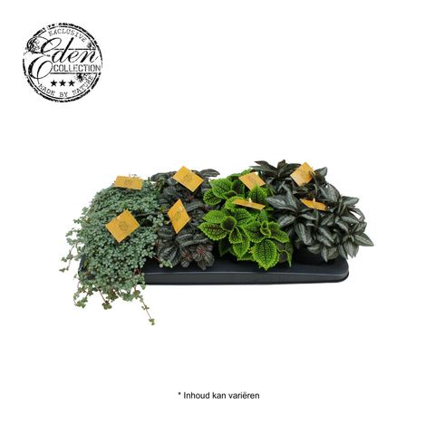 Pilea MIX