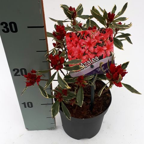 Rhododendron 'Silver Sword' (AJ)