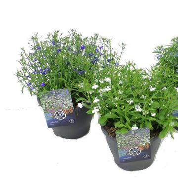 Lobelia erinus MIX