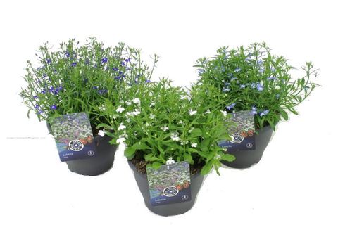 Lobelia erinus MIX