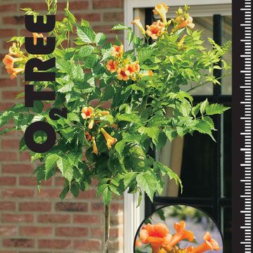 Campsis x tagliabuana INDIAN SUMMER
