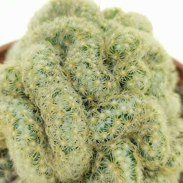 Mammillaria elongata cristata