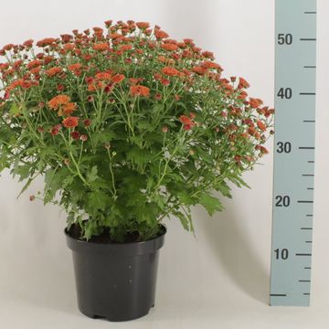 Chrysanthemum 'Jasoda Dark Orange'
