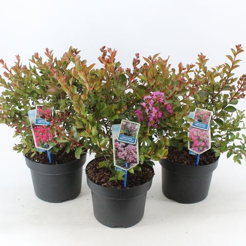 Lagerstroemia indica WITH LOVE MIX