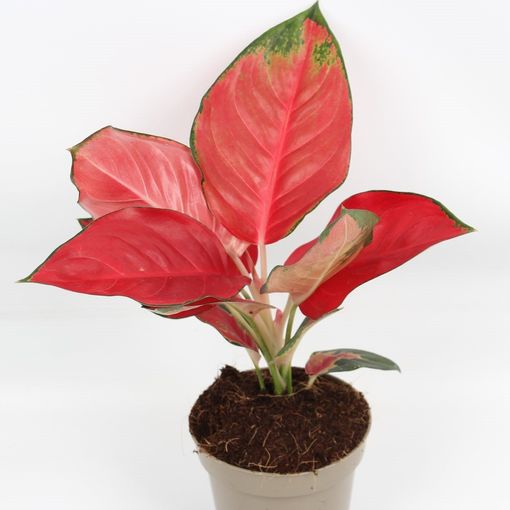 Aglaonema Red Star R12 Cm V30 40 Cm Rasteniya Optom Floraccess