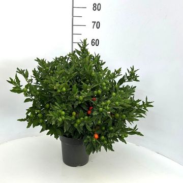 Solanum pseudocapsicum 'Megaball'