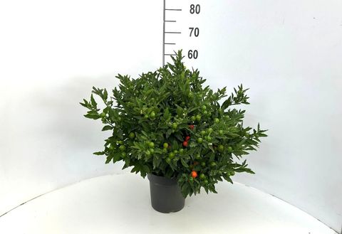 Solanum pseudocapsicum 'Megaball'
