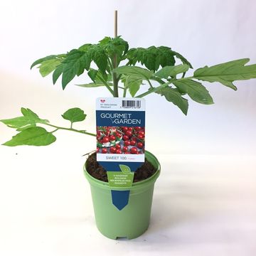 Solanum lycopersicum 'Sweet 100'