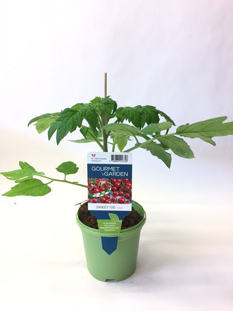 Solanum lycopersicum 'Sweet 100'