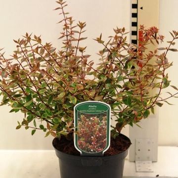 Abelia x grandiflora SUNSHINE DAYDREAM