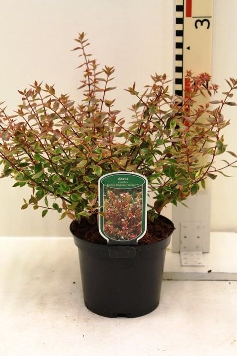 Abelia x grandiflora SUNSHINE DAYDREAM