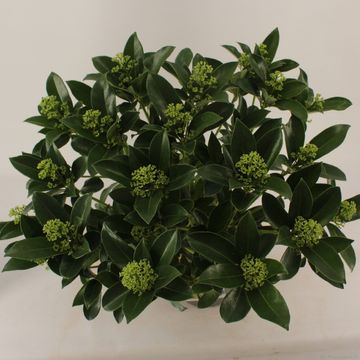 Skimmia japonica WHITE GLOBE